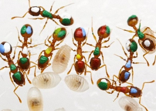 科学家研究是否所有蚂蚁都会勤力工作