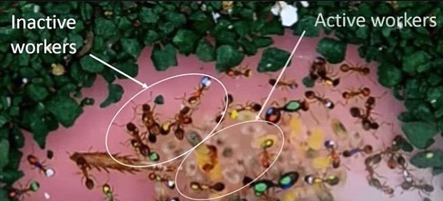 部分蚂蚁不会工作