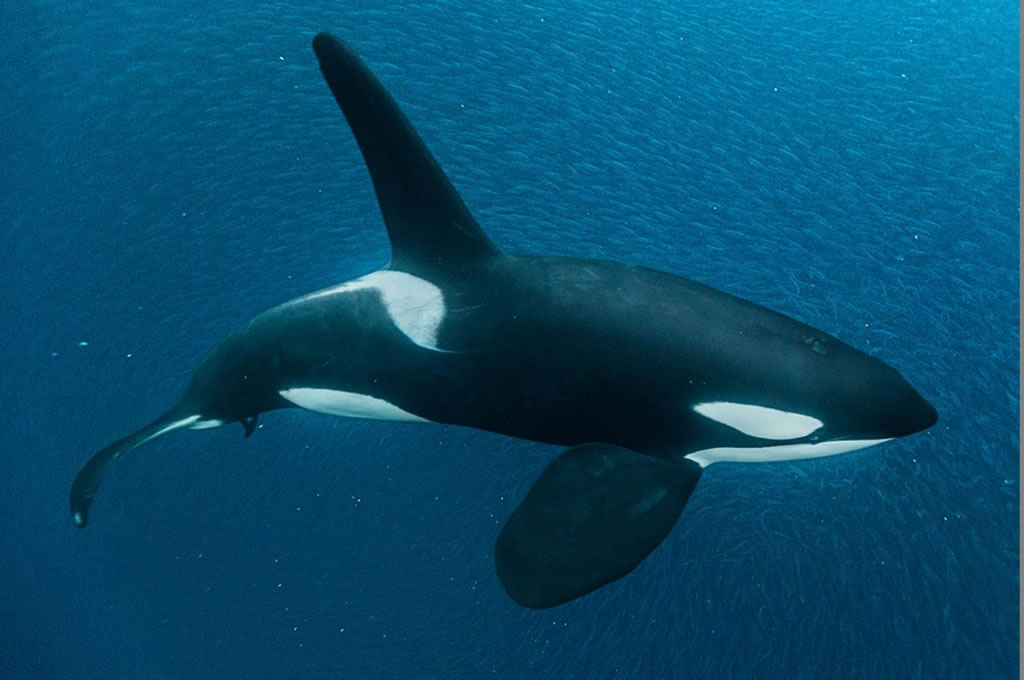这只成年雄虎鲸在安斯峡湾深海协助驱赶一群鲱鱼。高高的背鳍是雄虎鲸与雌虎鲸的不同之处。虎鲸群中的某些成员将鲱鱼赶在一起,让其他虎鲸进食。 Photograph b
