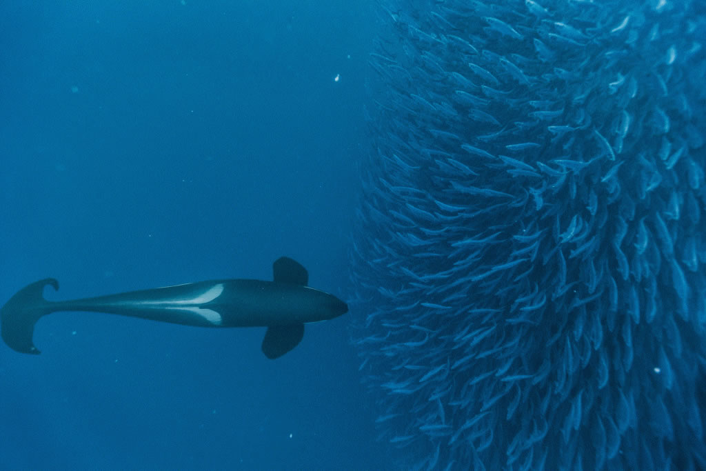 这只虎鲸游至定位,帮忙将密密的一团鲱鱼推向水面。球状鱼群外围的鲱鱼被打昏后,虎鲸开始进食,它们并不会狼吞
