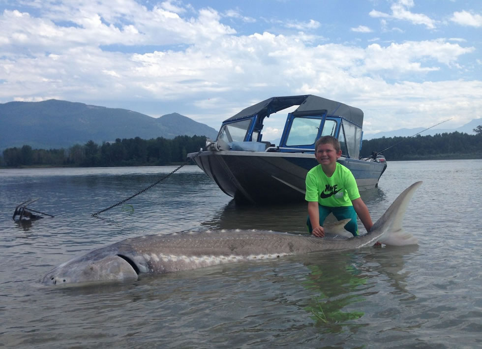 美国新泽西州9岁男童钓到一条600磅重白鲟