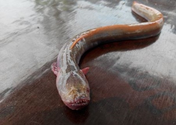 这种体型修长、长有利齿、样似泥鳅而全身泛红的怪鱼,被证实为红狼牙鰕虎鱼。