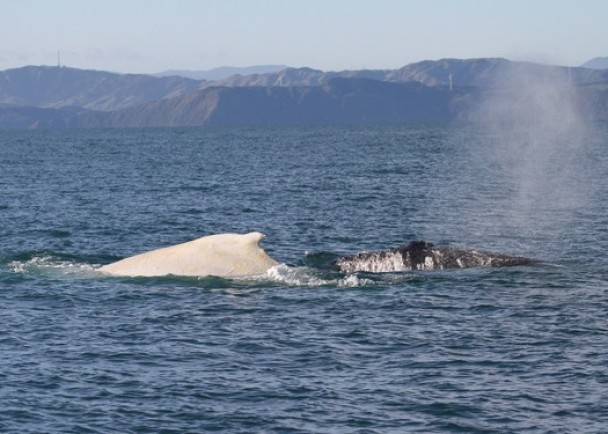 Migaloo��ʱ������һ��������ɫ��ͷ����Ӿ