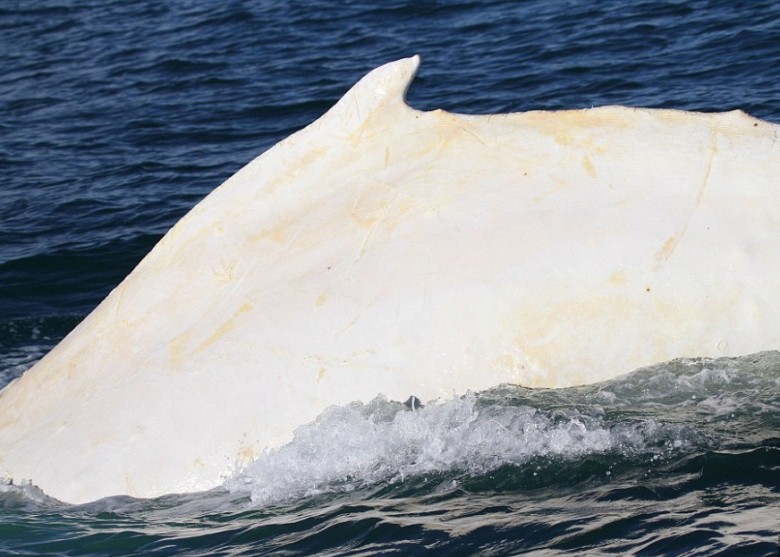 Migalooȥ�걻ר�ҷ��ֱ����к�ߣ������ǻ���Ƥ��������������Ⱦ��