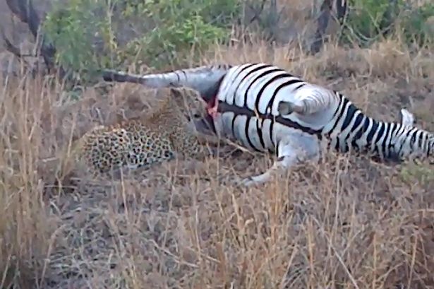 �Ϸǿ�³����ҹ�԰�Ա�����������������Ѫ