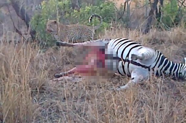 �Ϸǿ�³����ҹ�԰�Ա�����������������Ѫ