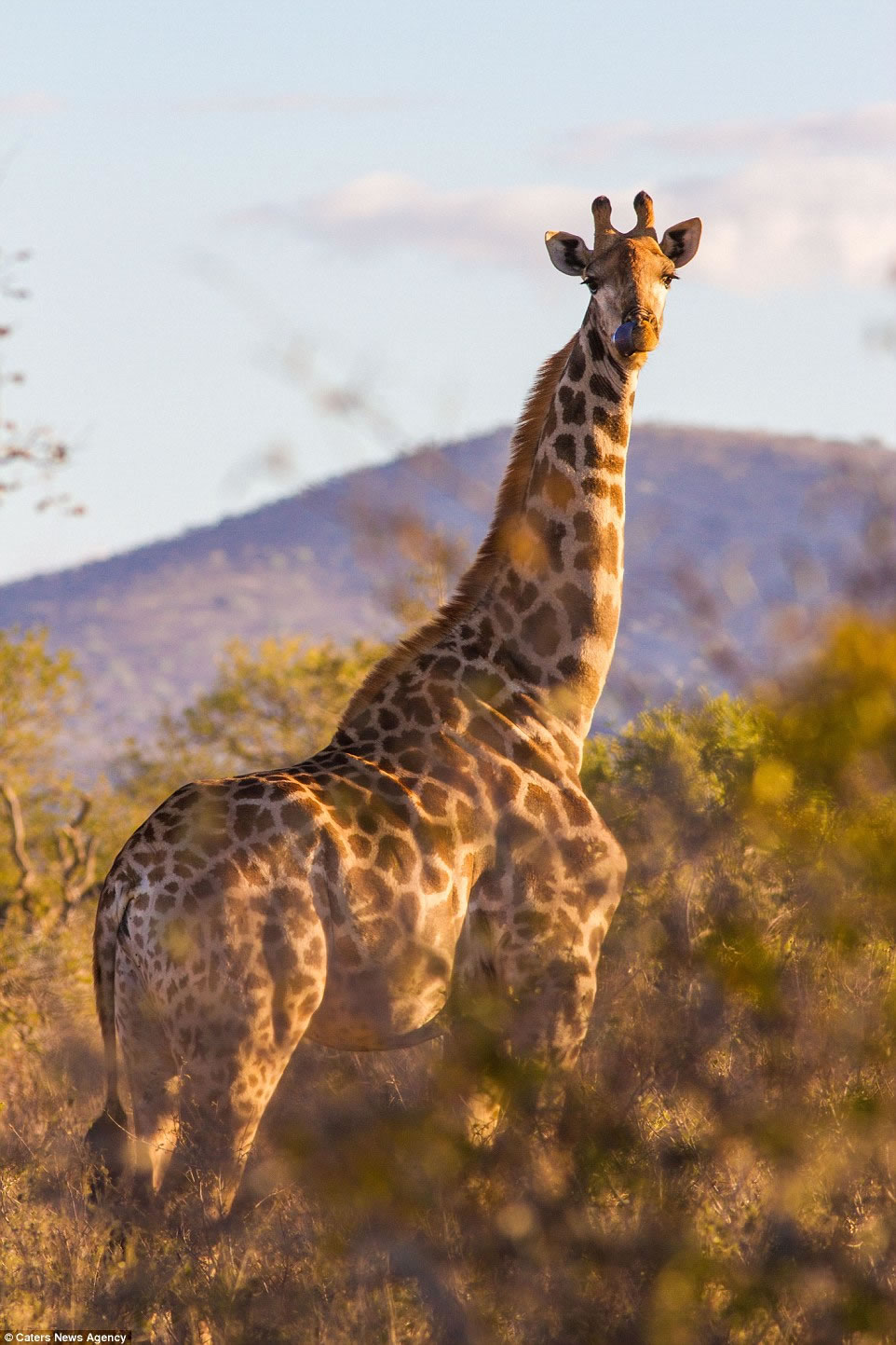 摄影师在南非拍到“筋肉长颈鹿”