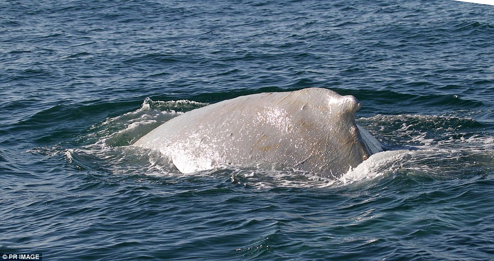 �������⺣���ְ׻���ͷ���׸�³Migaloo��Ӱ