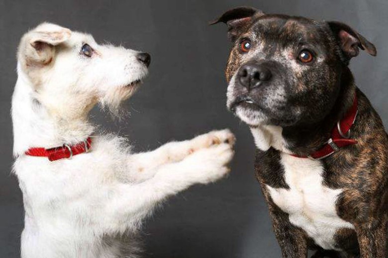 两犬喜获新主人收养