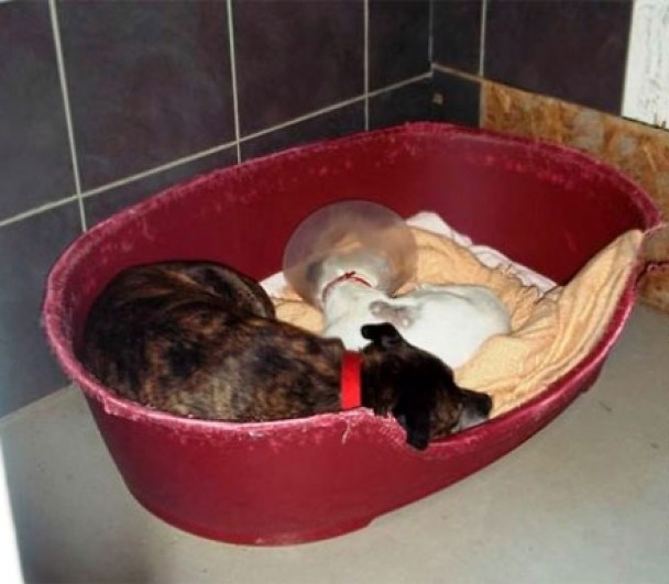 两犬食同桌,睡同床。