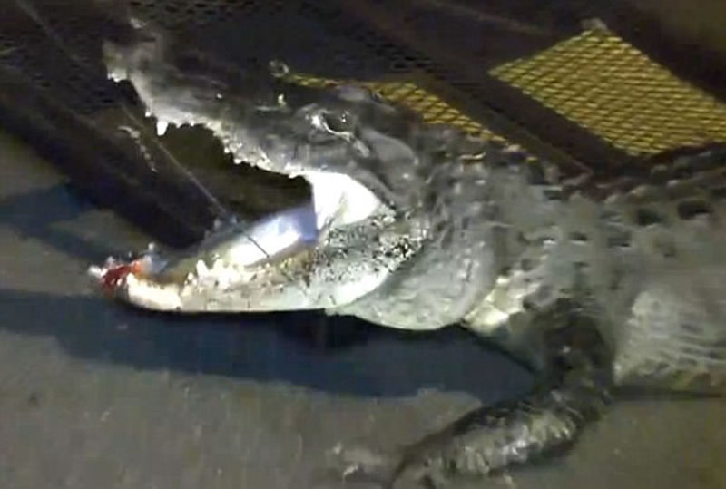 圣彼得斯堡市捕兽队出动,才将这条鳄鱼拿下。