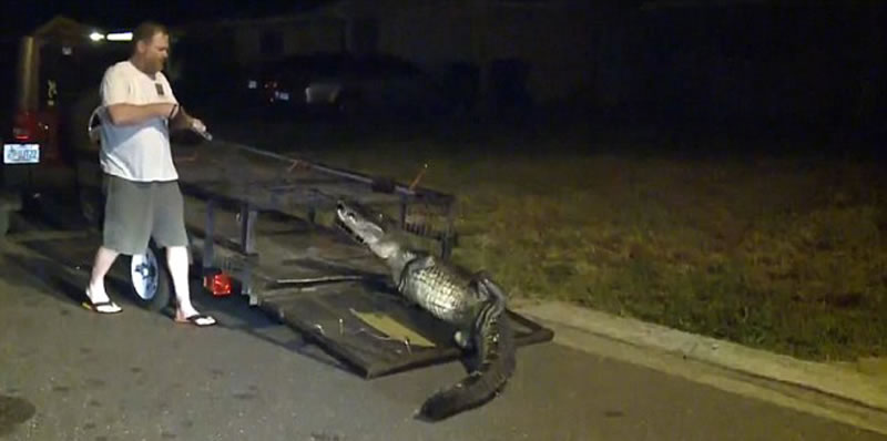 最后,这条鳄鱼被收到了一个笼子里。