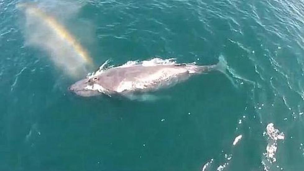 美国加州一头座头鲸浮出水面换气喷出彩虹