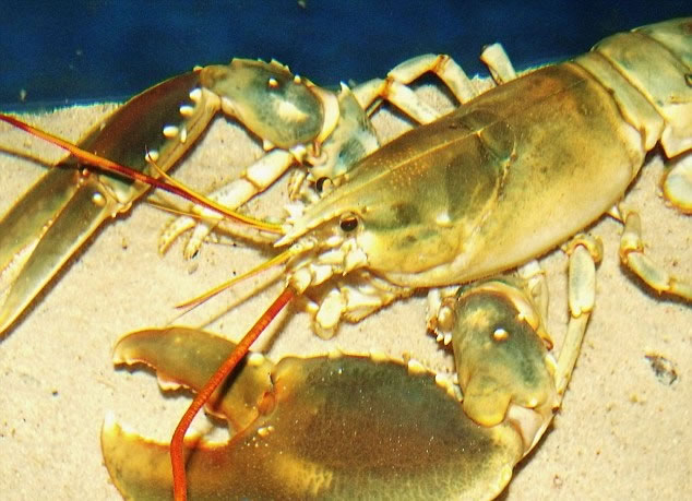 苏格兰渔民捕获野生“黄金甲”龙虾