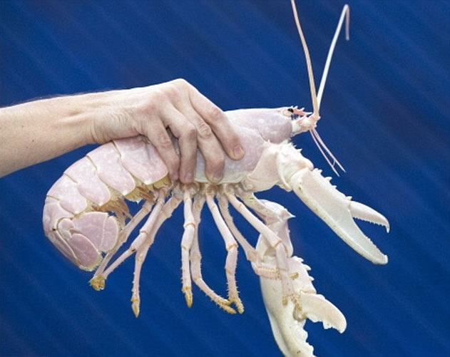 “白化龙虾”同样非常罕见