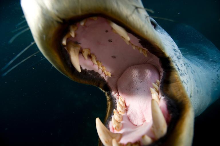 保罗.尼克兰在南极成功拍到这张豹斑海豹张开大嘴、露出牙齿的照片,靠的是耐心,以及让海豹习惯他的存在。 Photograph by Paul Nicklen, N