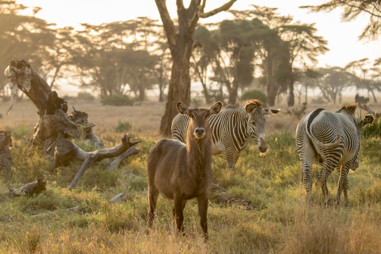 艾美.维泰尔在肯亚的莱瓦野生动物保护区(Lewa Wildlife Conservancy)拍下了这张野生动物的照片。 Photograph by Ami Vi