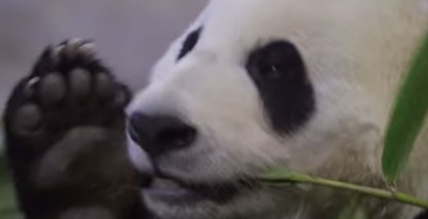 大熊猫为什么这么懒?