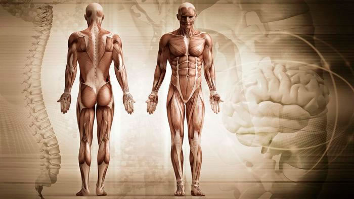 与祖先相比当代人的认知等思维能力显著提高 人类进化得越来越聪明