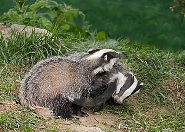 研究指爱打架的雄獾会老化得更快