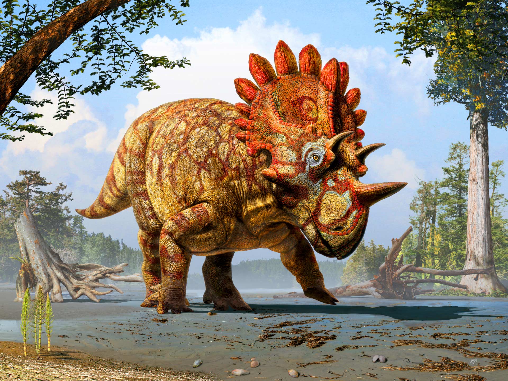 Regaliceratops peterhewsi复原图
