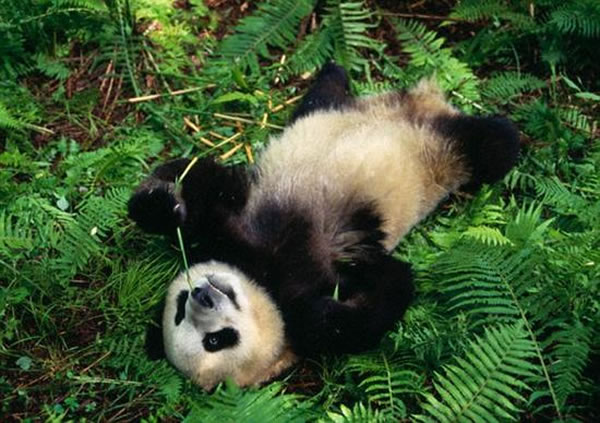 大熊猫懒散的原因:拥有不够活跃的甲状腺