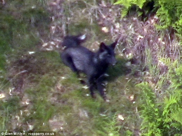 Ӣ�������ĵ����ں�����ˣƬ��