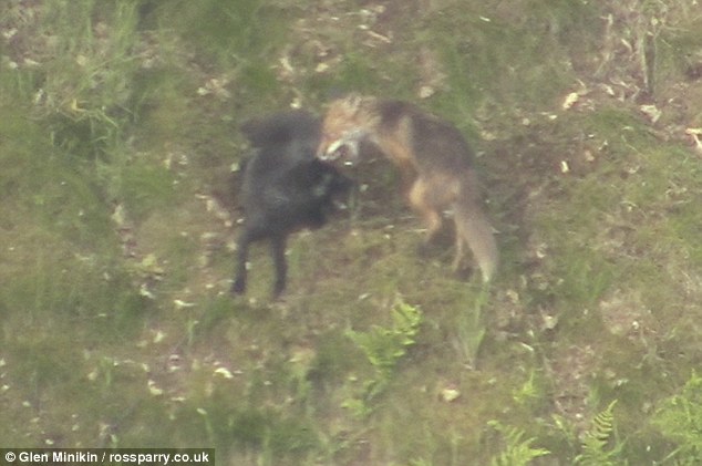 Ӣ�������ĵ����ں�����ˣƬ��