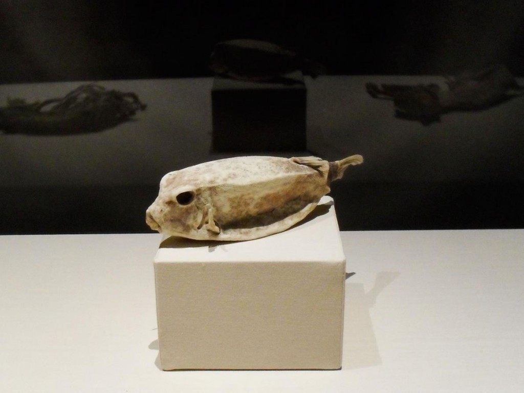 在埃及红海被发现的一只粒突箱鲀,因为盐和热沙而形成木乃伊。 「它是完美的立体标本,」木乃伊研究员海瑟.吉尔—弗瑞尔金说。 Photograph by Doug