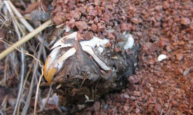 ��ʯ��������������̬ϵͳ�ָ�