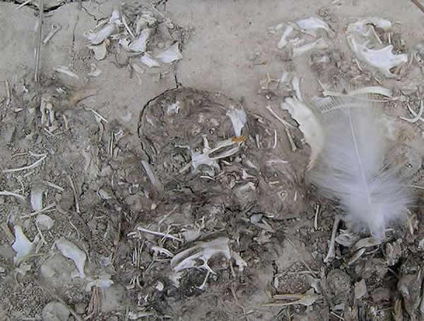 ��ʯ��������������̬ϵͳ�ָ�