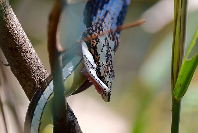一条南藤蛇(又名克氏鹗鹗)猎食了一条和它体积相当的南亚鼠蛇。从捕猎到吞食,整个过程不到一小时。