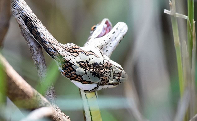 南藤蛇享受了一顿同类的每餐。