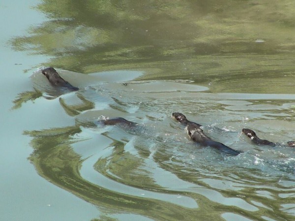 马来西亚最脏河流槟城双溪槟榔河发现10只水獭 水质变好