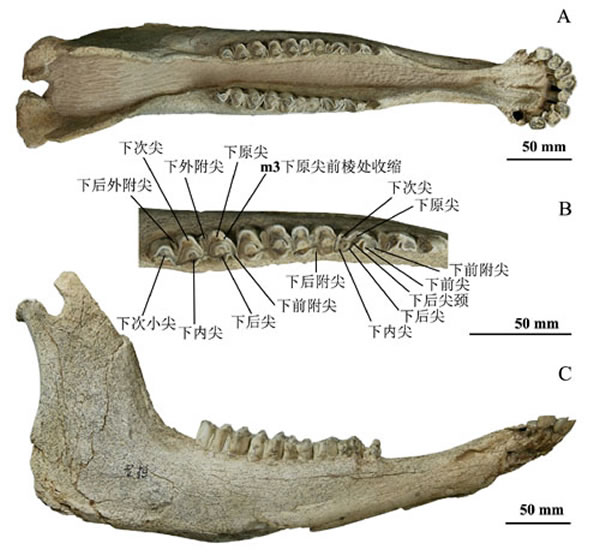 龙担短角丽牛(Leptobos brevicornis)下颌 (李刈昆供图)