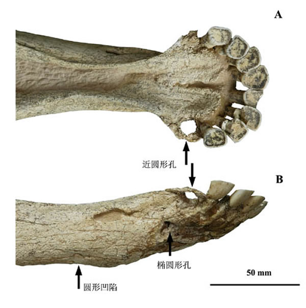短角丽牛(Leptobos brevicornis)下颌处伤痕(李刈昆供图)