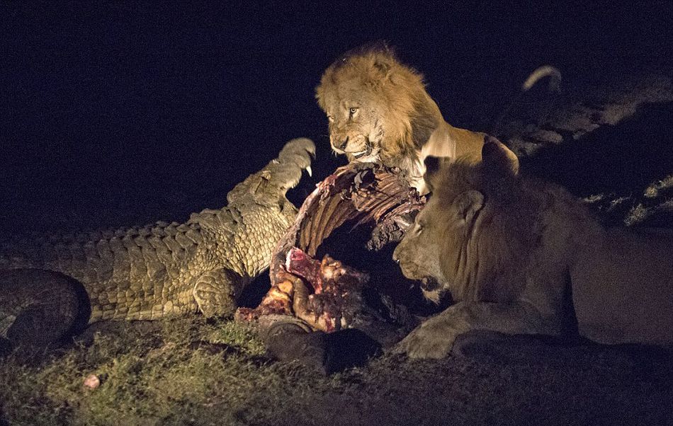 南非克鲁格国家公园饥饿鳄鱼要从雄狮口中夺食最终被击退