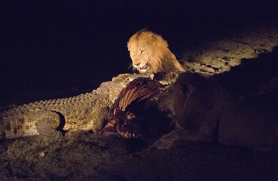南非克鲁格国家公园饥饿鳄鱼要从雄狮口中夺食最终被击退