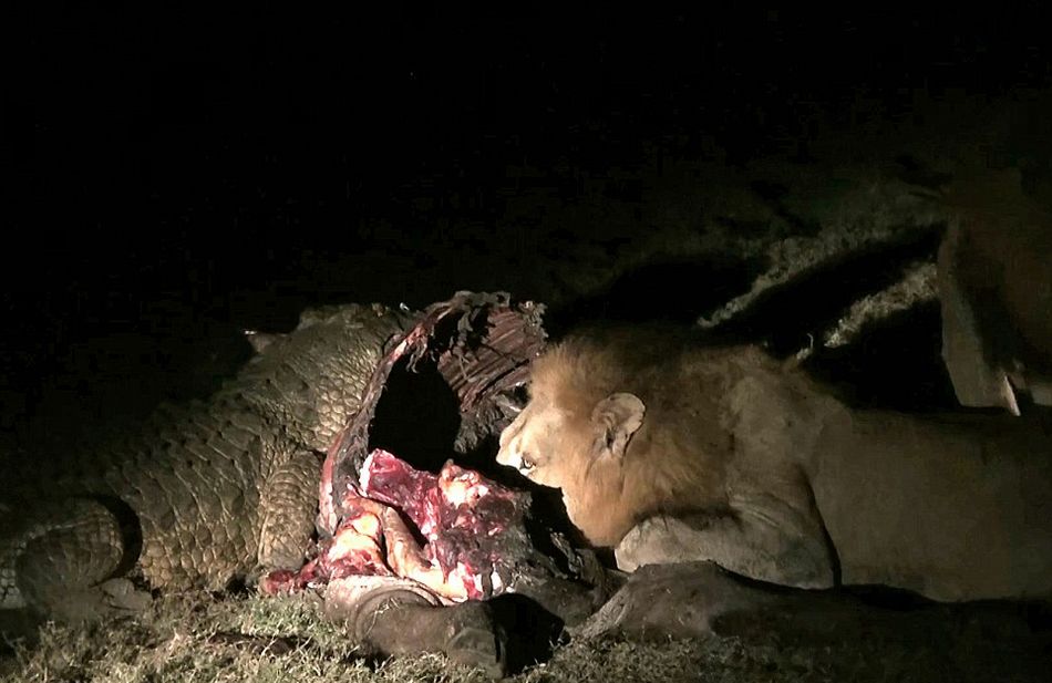 南非克鲁格国家公园饥饿鳄鱼要从雄狮口中夺食最终被击退