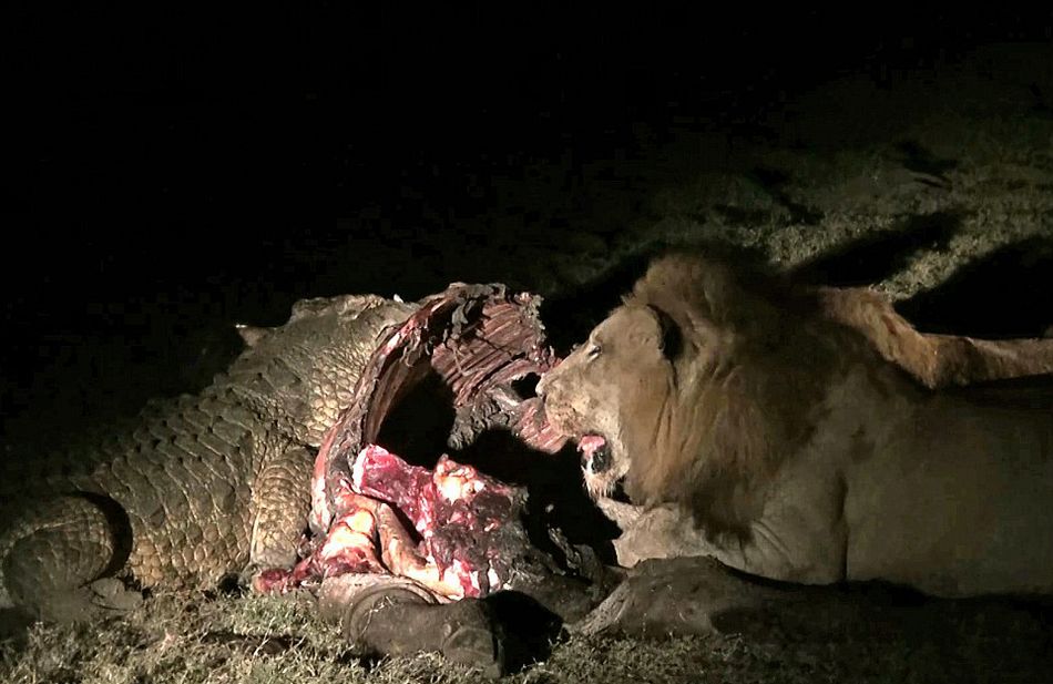 南非克鲁格国家公园饥饿鳄鱼要从雄狮口中夺食最终被击退