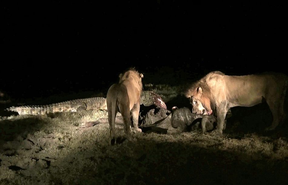 南非克鲁格国家公园饥饿鳄鱼要从雄狮口中夺食最终被击退
