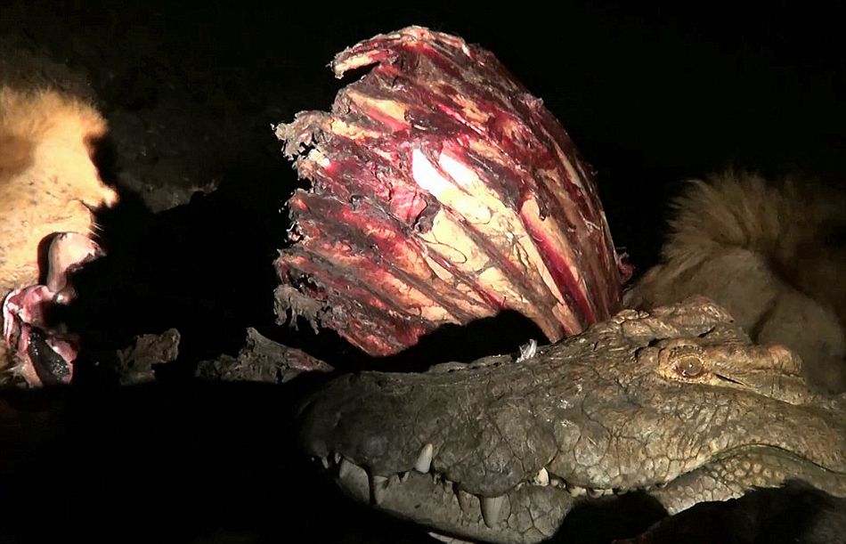 南非克鲁格国家公园饥饿鳄鱼要从雄狮口中夺食最终被击退