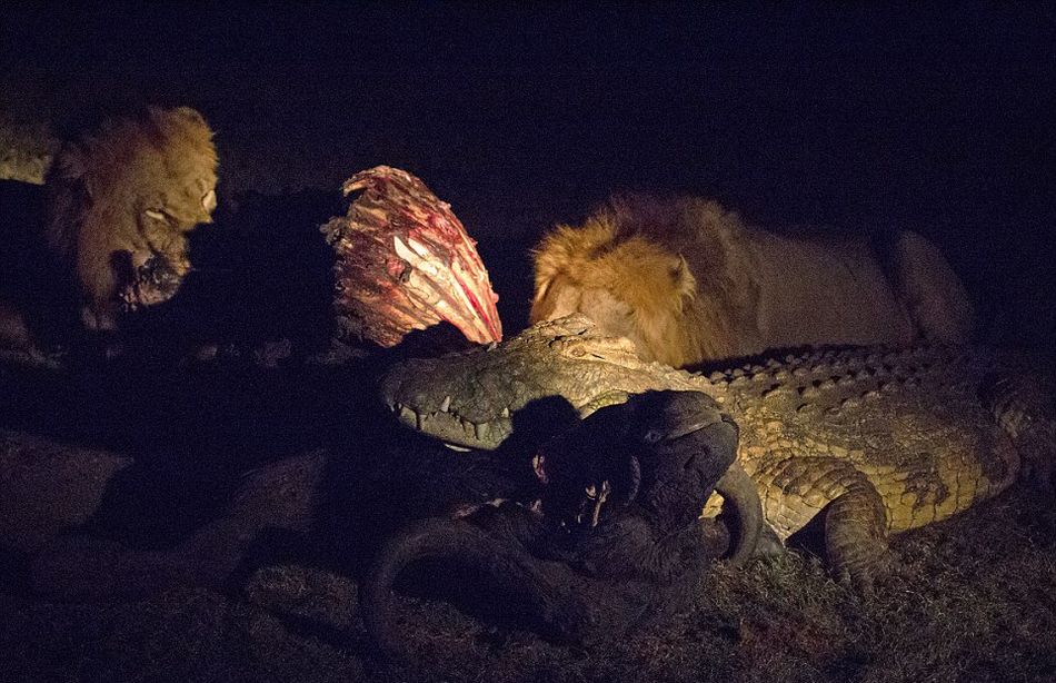 南非克鲁格国家公园饥饿鳄鱼要从雄狮口中夺食最终被击退