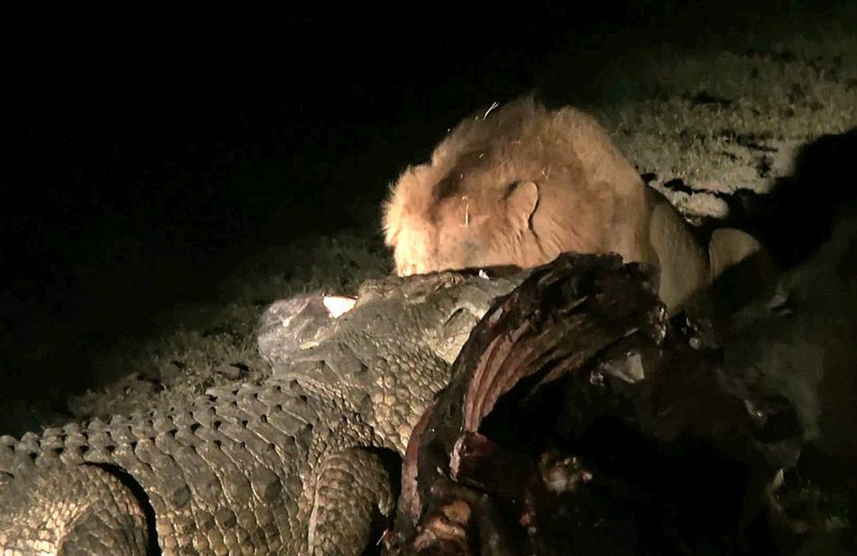 南非克鲁格国家公园饥饿鳄鱼要从雄狮口中夺食最终被击退