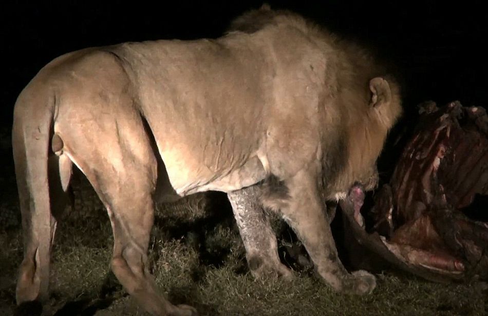 南非克鲁格国家公园饥饿鳄鱼要从雄狮口中夺食最终被击退