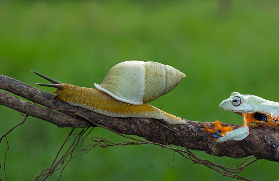 ӡӰʦԼҺ԰׽һֻţϡĻ