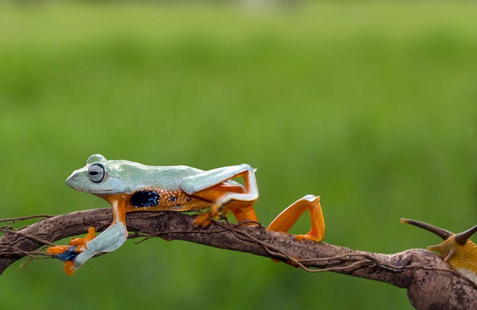 ӡӰʦԼҺ԰׽һֻţϡĻ