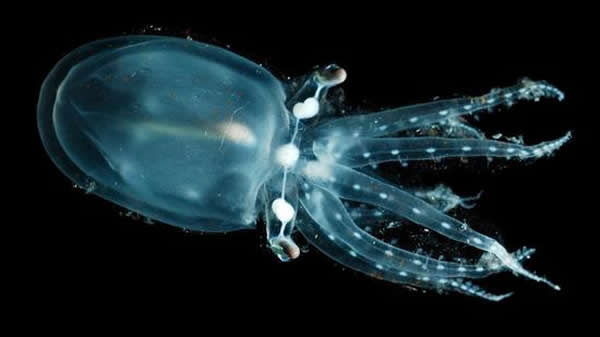 大自然中有很多神奇的事情,其中就包括透明动物。玻璃章鱼是世界上最神秘的动物之一,它是一种深海章鱼,很难被发现。事实上,除了消化器官和眼睛,玻璃章鱼全身透明。不同