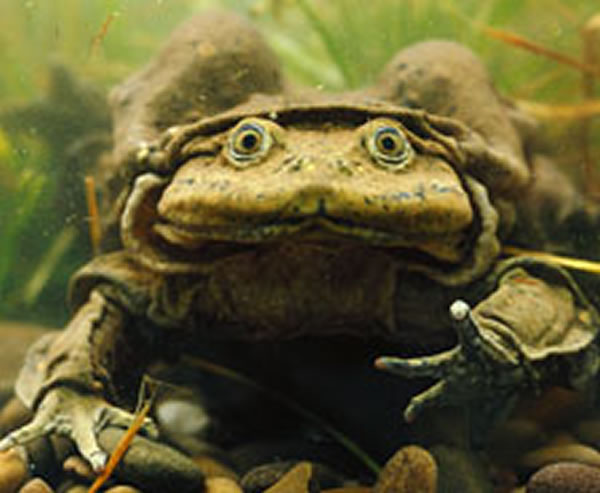 的的喀喀湖水蛙:这种两栖动物只发现于南美的的的喀喀湖中。在进化过程中,它们的肺活量不断下降,因此它们的皮肤皱折也能够帮助呼吸。研究发现,的的喀喀湖水蛙会在湖底做