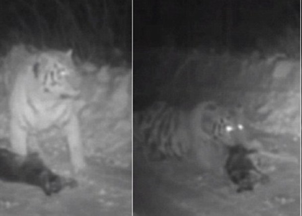 �վ���������һͷ�ϻ�����˹������ָ����ȥ��11�½���������˿��ܼ������˺�����